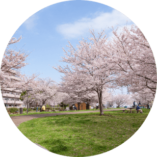 桜の名所として有名な石神井川沿い